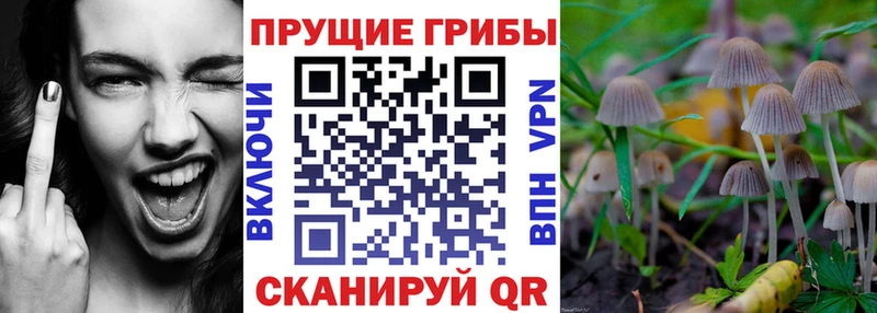 Псилоцибиновые грибы Cubensis  Балашиха 